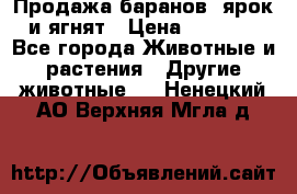 Продажа баранов, ярок и ягнят › Цена ­ 3 500 - Все города Животные и растения » Другие животные   . Ненецкий АО,Верхняя Мгла д.